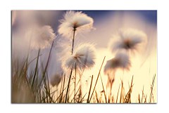 Obraz na stenu ZS - bez pomeru strán